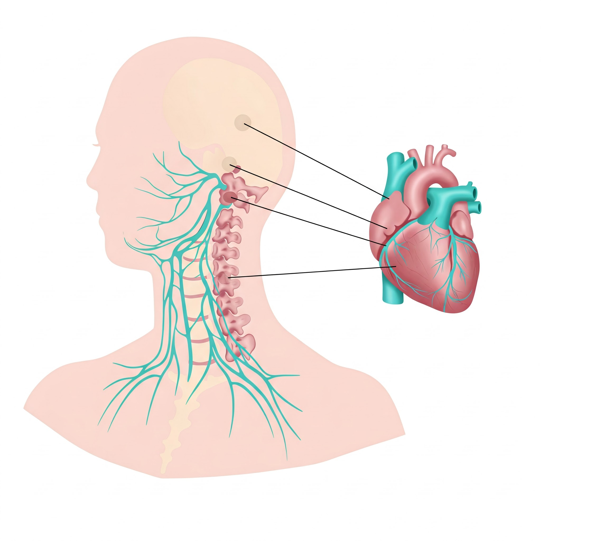 шейный отдел и сердечные нервы